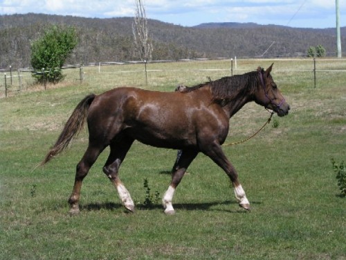 tori mare dundee horse stud